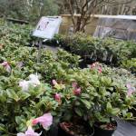 Just a sampling of Meerkerk Garden plants available for sale March 17 through June.