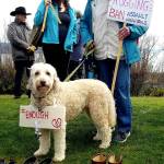 An estimated 300 people, and a few dogs, joined Langleys March for Our Lives against gun violence Saturday, one of 800 such rallies held around the globe. Photos provided by Diane Jhueck