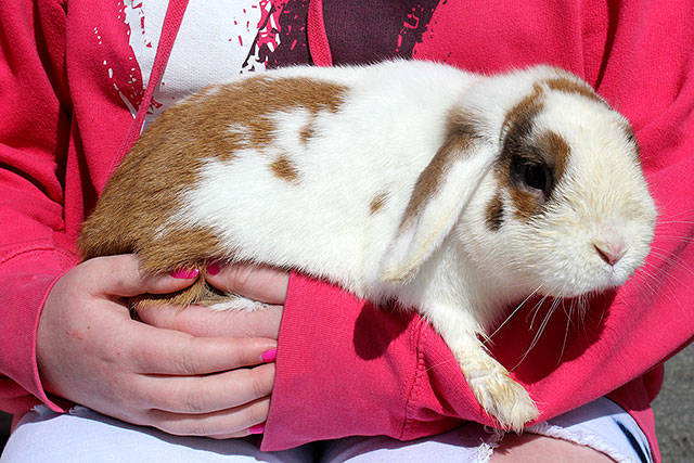 Megan Cantrell likes little lop-eared rabbits, simply called small lops, like this one. She and her brother feed and take care of the rabbits that live in big cages; some are litter box trained.