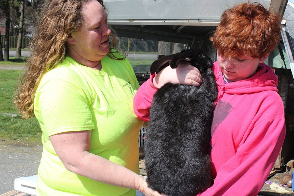 Weighing more than 20 pounds, Big Oscar is bigger than the familys cat, two dogs and all the other bunnies he lives with.