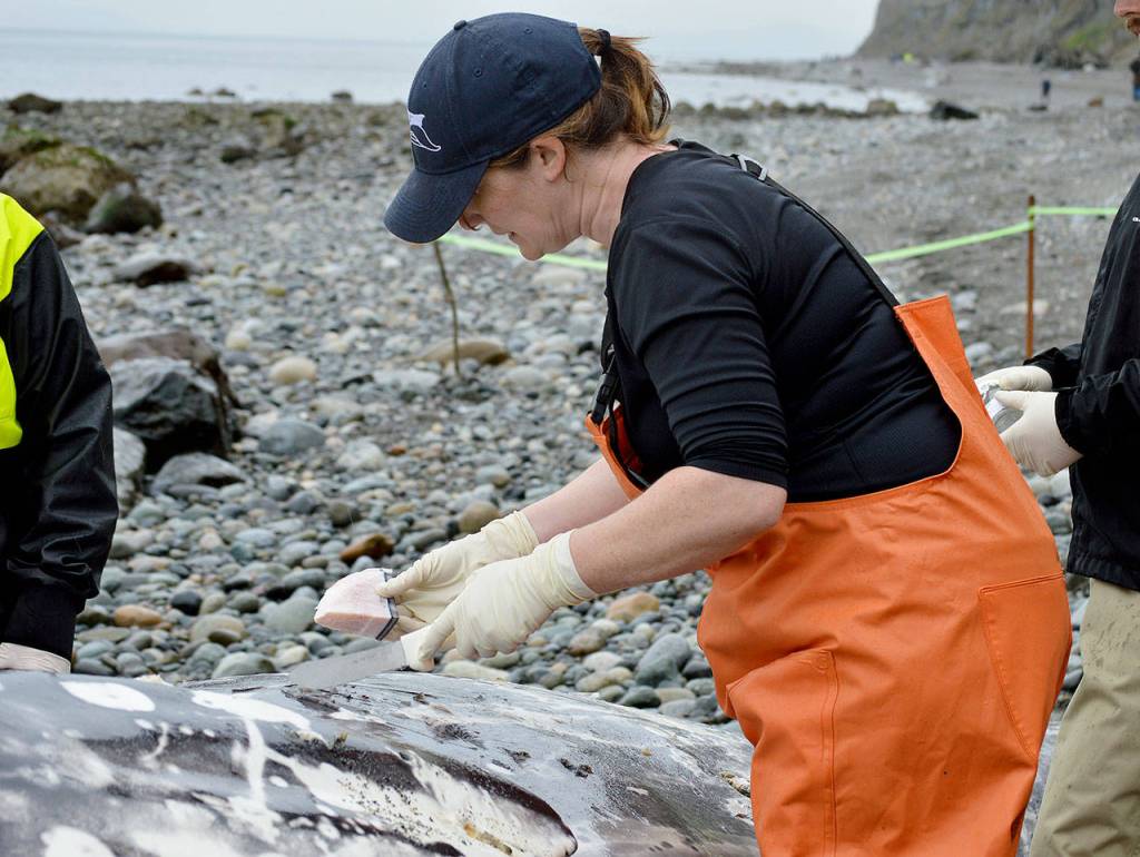 Jessie Huggins, stranding coordinator for the Cascadia Research Collective in Olympia, takes a blubber sample while performing a necropsy. Photo by Laura Guido/Whidbey News Group