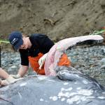 Dyanna Lambourn, a biologist from the state Department of Fish and Wildlife, and Jessie Huggins (right), cut into the whales tissues during the necropsy Thursday. Photo by Laura Guido/Whidbey News Group