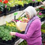 Emmi Brigham waters plants at Coupeville High School. Coupeville Garden Club grows hundreds of plants in a greenhouse on the grounds of the high school, providing science and horticulural lessons for students. The garden club will hold its 50th annual sale 9 a.m. to 4 p.m., April 28 at the Coupeville Rec Hall.