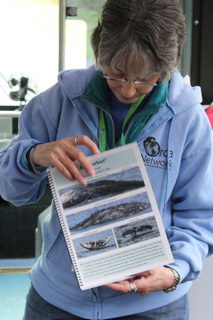 Volunteer Bonnie Gretz shows a photo of a gray whale dubbed Amelia Earhart, one of a dozen whales stopping in local waters every spring to feed on ghost shrimp. One of only three known females in the group called the Sounders Amelia Earhart was hit by a small boat on April 23, 2017 but appears to be okay, Gretz told the Island Transit tour passengers.
