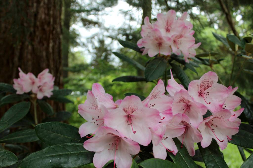 One of many delicate beauties at Meerkerk Gardens.