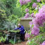 Working near a potent lillac bush, Avery Holzer attends to her Thursday duties as a Meerkerk Garden volunteer.
