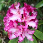 Rhododendrons indeed are blooming at Meerkerk Gardens.