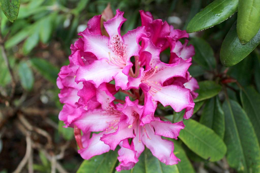 Rhododendrons indeed are blooming at Meerkerk Gardens.