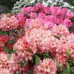 A rainbow of rhodies awaits visitors this weekend at Meerkerk Gardens. The sanctuary of paths, woods, water views and hundreds of rhododendrons hosts a Mothers Day concert Sunday. Tickets: $10.