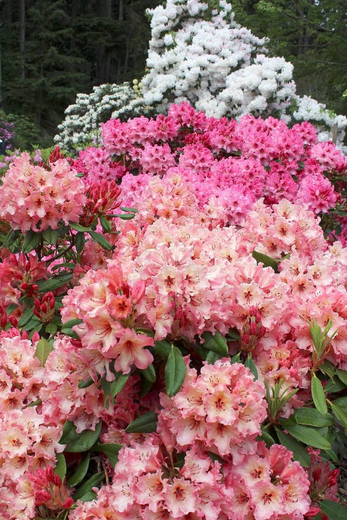 A rainbow of rhodies awaits visitors this weekend at Meerkerk Gardens. The sanctuary of paths, woods, water views and hundreds of rhododendrons hosts a Mothers Day concert Sunday. Tickets: $10.