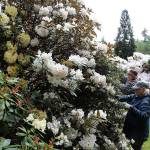 Billie Jung, right, and Elaine Meaker trim rhodies at Meerkerk Gardens recently. Photo by Patricia Guthrie/Whidbey News Group