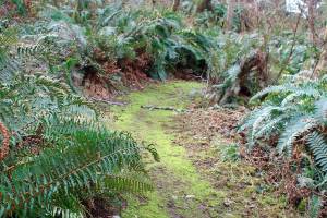 Langley trail system to be explored