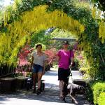 A tunnel of laburnum trees bloom into fragrant golden waterfalls of flowers at Bayview Farm & Garden. The annual spring delight is expected to attract busloads of garden enthusiasts this weekend. Photo by Patricia Guthrie/Whidbey News Group