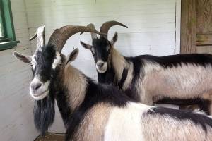 Loose goats found, owner wanted