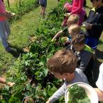 Students pick greens in the garden as part of the South Whidbey School Farms classes. Photo provided