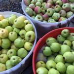Apples that taste sour make great cider, say Driftwood Hard Cider owners Lindsay and Jack Krug. Photo provided