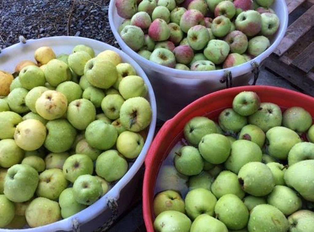 Apples that taste sour make great cider, say Driftwood Hard Cider owners Lindsay and Jack Krug. Photo provided