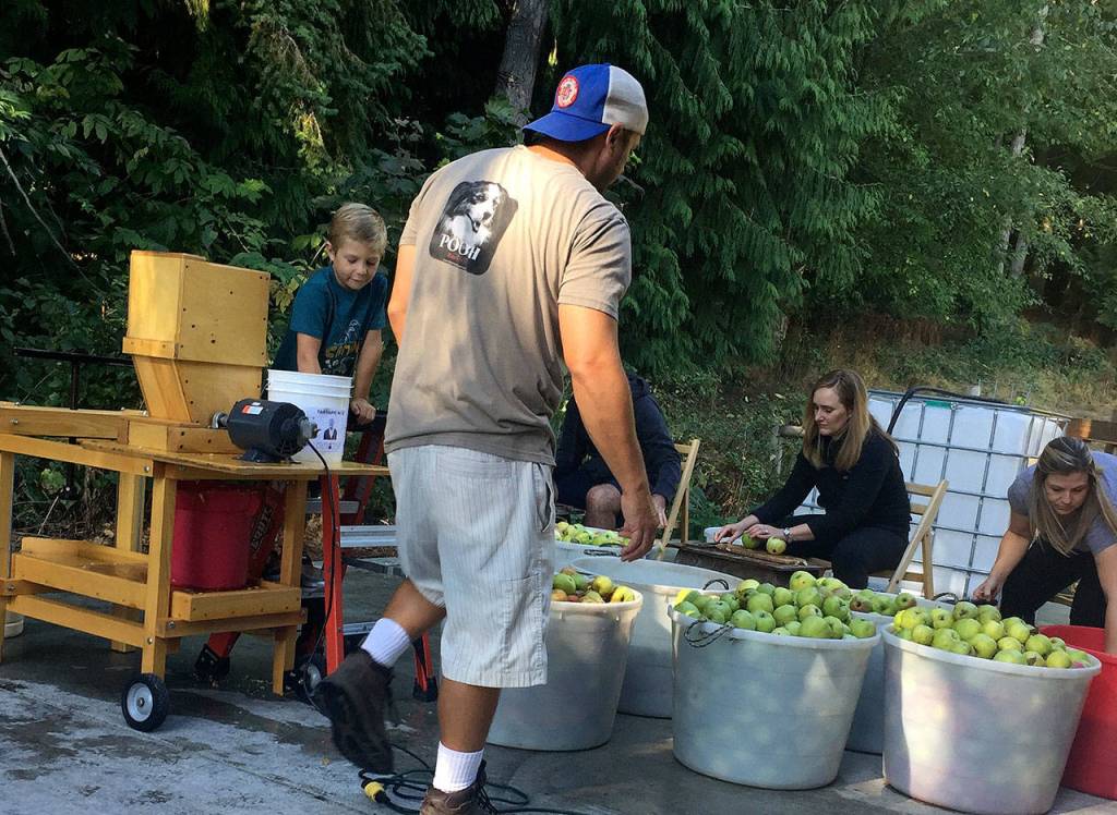 Its a family affair come harvesting time for Driftwood Hard Cider made at the Spoiled Dog Winery in South Whidbey. Photo provided