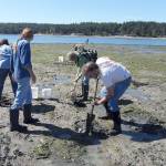 Mucking about looking for squirts in the sand is part of the fun of digging for clams. This summer, Sound Water Stewards teaches six Digging for Dinner classes. Photo provided