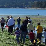 Mucking about for clams