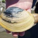 Butter clam with its siphon sticking out.