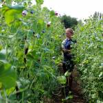 Organic Farm School student Corbin Scholz checks out vines of sweet peas to see if they are ready to be picked. Photo by Patricia Guthrie/Whidbey News Group