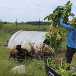 Emily Newhouse feeds lambs just-picked spinach at the Organic Farm School in Maxwelton. Some spinach is grown for seeds. Photos by Patricia Guthrie/Whidbey News Group