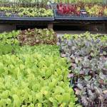 Microplants that are stunted versions of bigger lettuce and other salad greens are trendy and packed with nutrition. They are sold at the farms two produce sites.