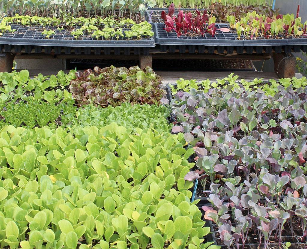 Microplants that are stunted versions of bigger lettuce and other salad greens are trendy and packed with nutrition. They are sold at the farms two produce sites.
