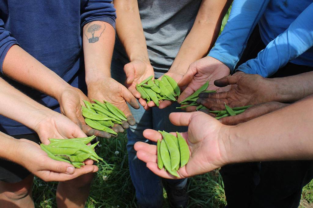 Hungry? Theres always a healthy green snack nearby at the Organic Farm School where students can eat their homework.