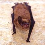 Photo from the Washington State Department of Fish and Wildlife.                                Bats become active during the summer months.