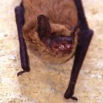 It’s bat season on Whidbey