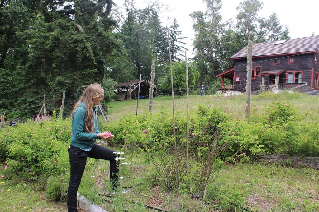 Jules LeDrew, who oversees the gardens at Whidbey Institute, collects herbs for a class. In the background is the old farm house, which sleeps 10 guests.