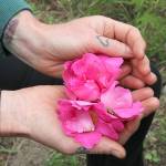 Damascus Roses are among many herbs, vegetables and medicinal plants grown at Whidbey Institutes garden, which also include old fruit trees.