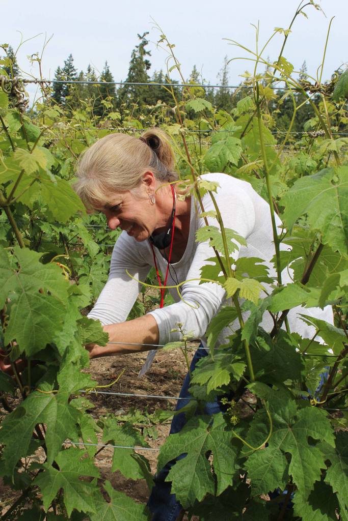 Among a benefit of hosting a WSU class is free labor in her vineyard, joked owner Rita Comfort as she joined in the leaf stripping lesson.