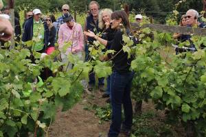 Learning on the vine