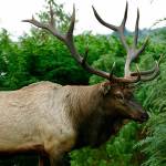 Photo courtesy Rodney Simmons                                Bruiser, Whidbey Islands lone resident elk, has lived in the Strawberry Point area of Oak Harbor since the fall of 2012.