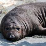 Elephant seal pup. Photo by Jill Hein/Orca Network/Central Puget Sound Marine Mammal Stranding Network