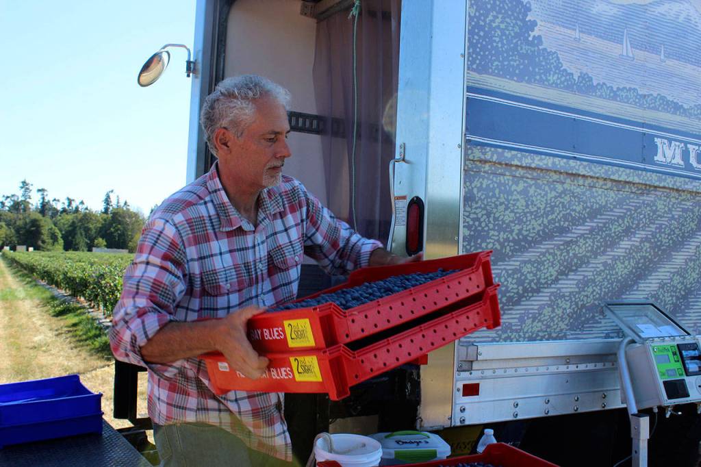 Mutiny Bay Blues owner Britt Fletcher loads blueberries into the company truck Monday.