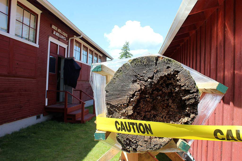 The story pole is wrapped up and no longer peering down at visitors to Whidbey Island Fair. Wood is rotted at its base and other places. How to restore it is being explored by the South Whidbey Historical Museum and Port of South Whidbey District. Photo by Patricia Guthrie/Whidbey News Group