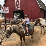 Photo by Emily Gilbert / Whidbey News Group                                LJ Nelson, 3, enjoyed the Island County Fair while visiting his grandparents on the island.