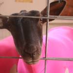 A curious sheep in a pink outfit waits its turn to be shown at the fair. Photo by Emily Gilbert/South Whidbey Record.