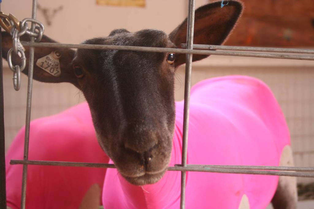 A curious sheep in a pink outfit waits its turn to be shown at the fair. Photo by Emily Gilbert/South Whidbey Record.