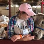 Photo by Emily Gilbert/South Whidbey Record.                                Samantha Ollis, of Langley, with her cows Duke, left, and Daisy, which shes raised.