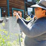 Sarah Kirkconnelll closes up the fence around her tomato plants. Protecting her produce from deer is just one of the challenges shes faced in her effort to become self sufficient since moving to Freeland in February with her family. Photo by Laura Guido/Whidbey News Group