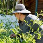Homesteading on Whidbey