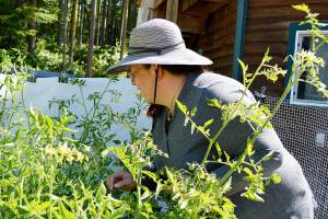 Homesteading on Whidbey