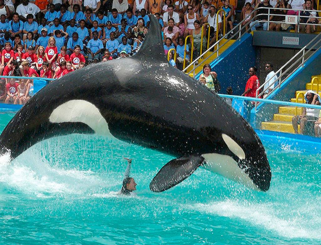 Tokitae is known as Lolita at Miami Seaquarium where shes been the star attraction for 48 years. (Photo provided)