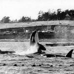 Killer whales not snagged in nets during the 1970 Penn Cove capture stayed near captured kin until the last one was hauled away on a truck. 1970 photo by Wallie Funk