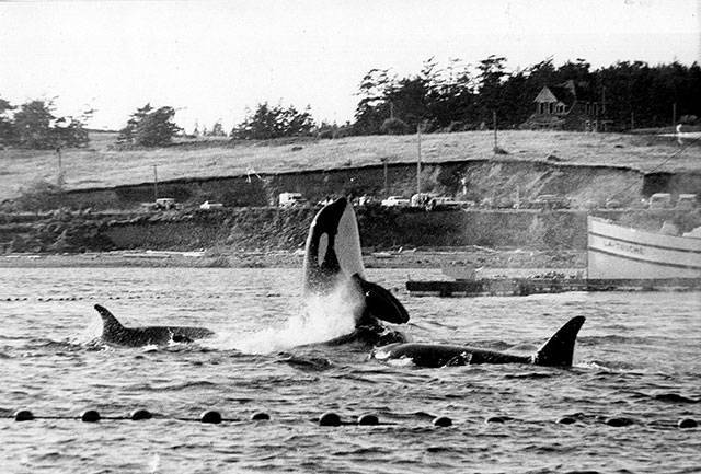 Killer whales not snagged in nets during the 1970 Penn Cove capture stayed near captured kin until the last one was hauled away on a truck. 1970 photo by Wallie Funk